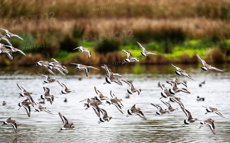 Black-tailed Godwits, Limosa limosa, birds in flight over marshes, Devon, England, United Kingdom