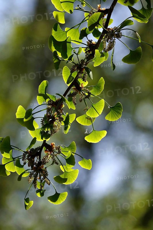 Ginkgo (Ginkgo biloba), spring, Germany