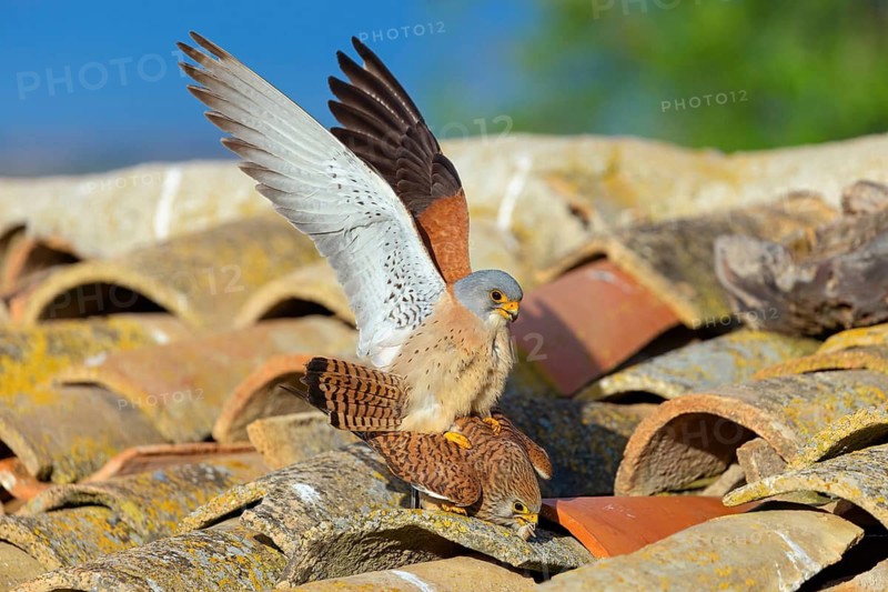 Kestrel, (Falco tinnunculus), falcon family, falcons, mating, rooftop, copula, lateral, male and female, Hides de El Taray Lesser Kestr, Villafranca de los Caballeros, Castilla La Mancha Toledo, Spain