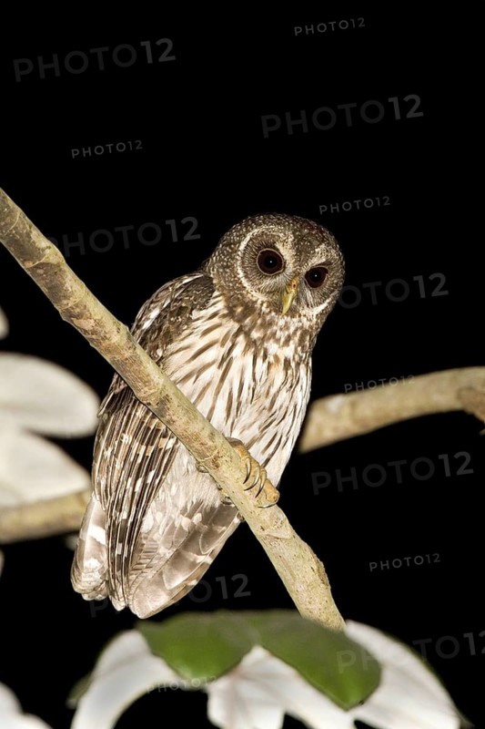 Mottled Owl Ciccaba virgata Singyita, Nayarit, Mexico 25 March Adult in Cecropia tree. Strigidae