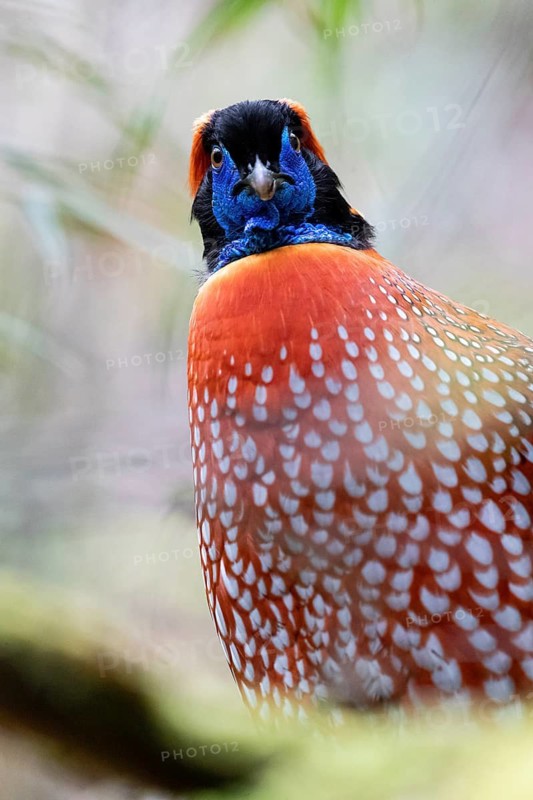 Temminck's Tragopan (Tragopan temminckii) male, Yunnan, China