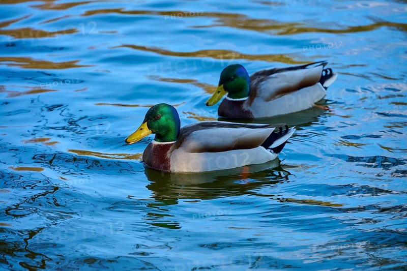 Two mallards swimming side by side on calm water, nature conveys a peaceful atmosphere, Mallard (Anas platyrhynchos), Amorbach, Odenwald, Bavaria, Germany