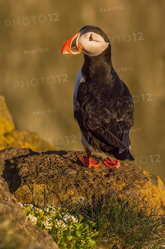 Atlantic Puffin (Fratercula arctica) on cliff, Iceland