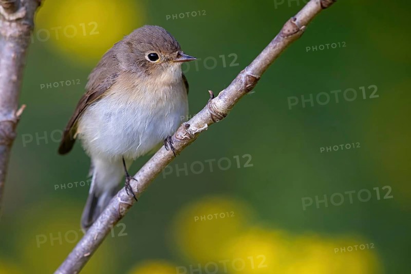 Little Flycatcher, rare songbird, (Ficedula parva), Europe, Germany, Heligoland Island, genus of Cave Flycatcher, perching site, Heligoland, Schleswig-Holstein, Germany