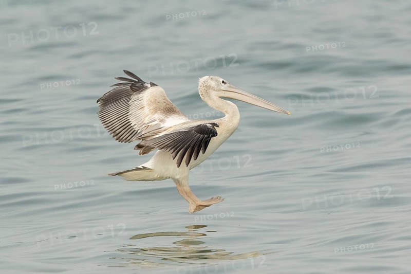 Pink-backed Pelican (Pelecanus rufescens) juvenile landing, Gambia