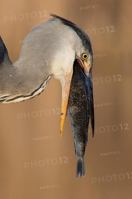 Grey Heron (Ardea cinerea) with fish prey in beak, Subotica, Serbia