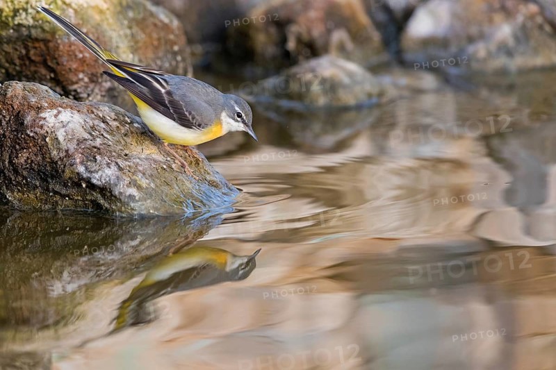 Gebirgsstelze, Bergstelze, Grey Wagtail, Gray Wagtail, Motacilla cinerea, Bergeronnette des ruisseaux, Lavandera Cascadeña