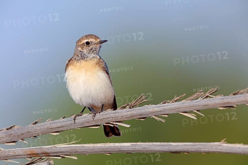 Pied Wheatear, Oenanthe pleschanka, Traquet pie, Collalba Pía Salalah, Muntasar oasis, Dhofar, Oman