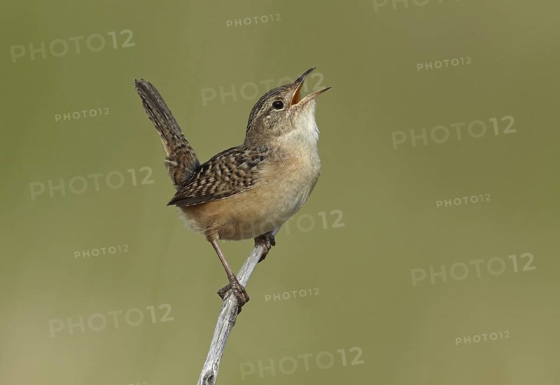 Sedge Wren (Cistothorus platensis) singing, Minnesota, USA