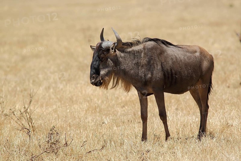 Blue wildebeest (Connochaetes taurinus), Ngorongoro Crater, Serengeti, Tanzania, East Africa