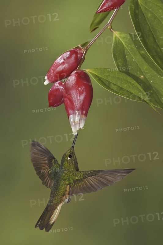 Buff-tailed Coronet (Boissonneaua flavescens), Ecuador