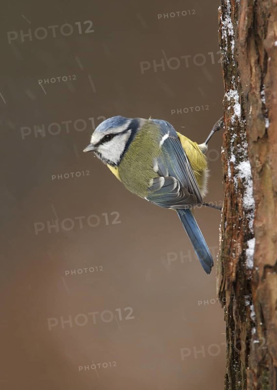 Eurasian Blue Tit (Cyanistes caeruleus), Utrecht, Netherlands