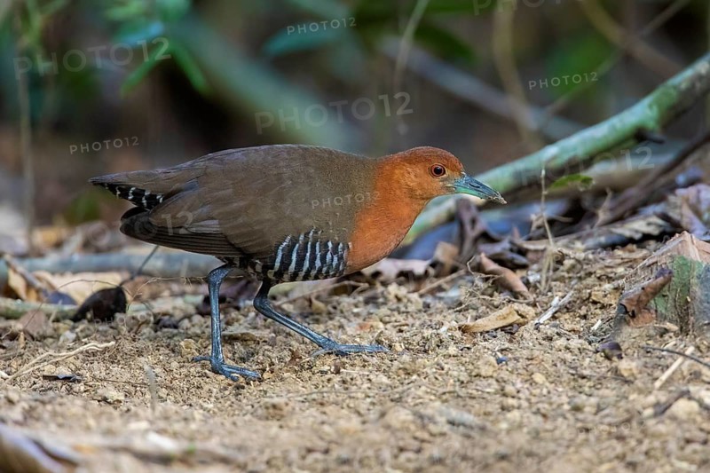 Hinduralle (Rallina eurizonoides), Cat Tien National Park, Vietnam