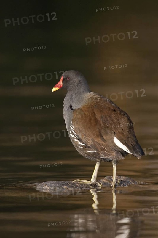 Common Moorhen (Gallinula chloropus), St. Gallen, Switzerland