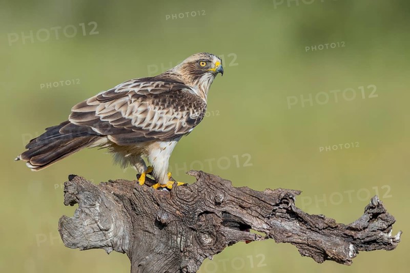 Booted Eagle (Aquila pennata), Extremadura, Spain