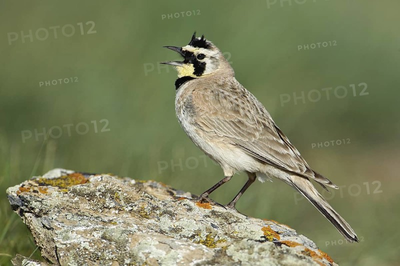 Horned Lark (Eremophila alpestris), Montana, USA