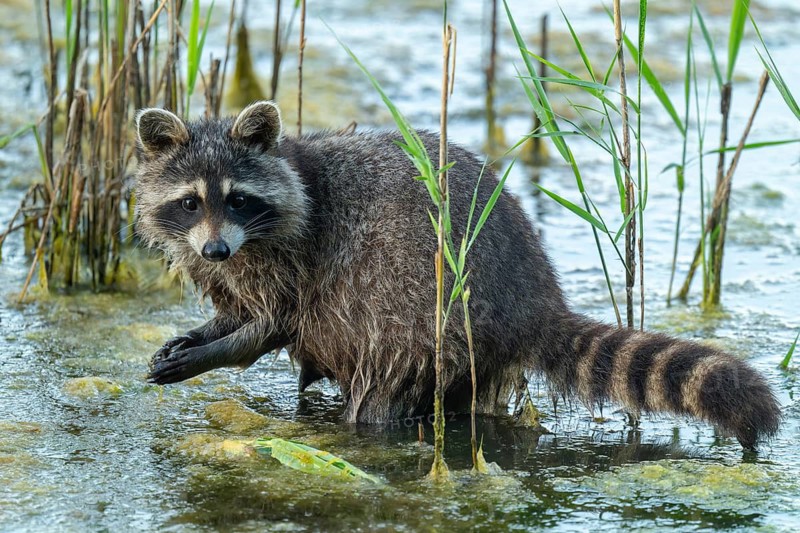 Raccoon (Procyon lotor), foraging in the shallow water zone of a lake, Lower Saxony, Germany
