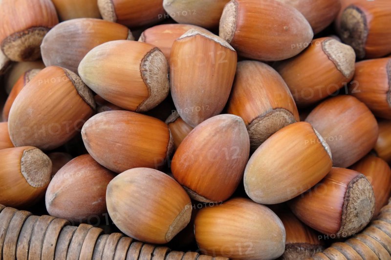 Hazelnut (Corylus 'Gunslebener Zellernuss')