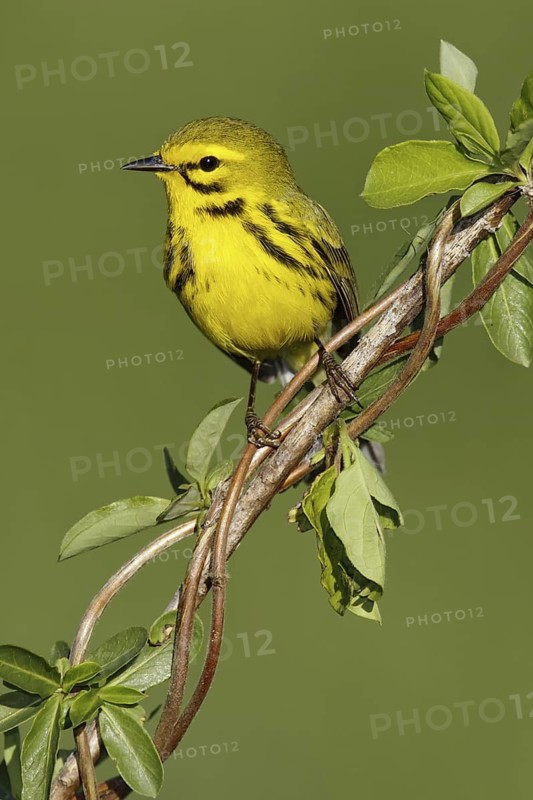 Prairie Warbler (Setophaga discolor), Maryland, USA