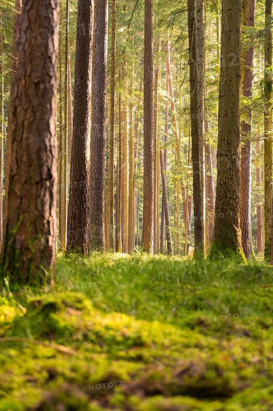Incidence of light through tall trees in a natural forest, Calw district, Black Forest, Germany
