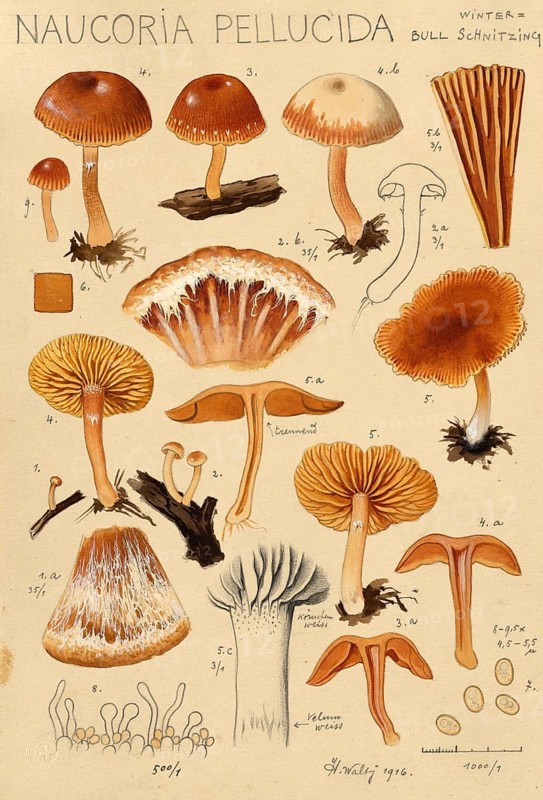 Mushroom, fungi, trumpet cutlet, winter trumpet cutlet, Naucoria pellucida, authentic reproduction of an illustration by Hans Walty (1868-1948) from about 1915, historical