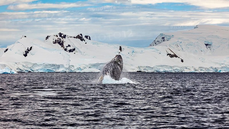 A whale jumps impressively in front of an Antarctic backdrop, humpback whale (Megaptera novaeangliae) observation in the Southern Ocean in Antarctica