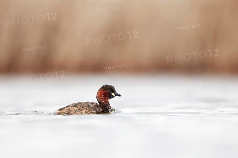 A serene little grebe floats on tranquil waters in Puebla de BeleÃ±a, Spain. Captured in its natural environment, it showcases the delicate beauty of aquatic bird life