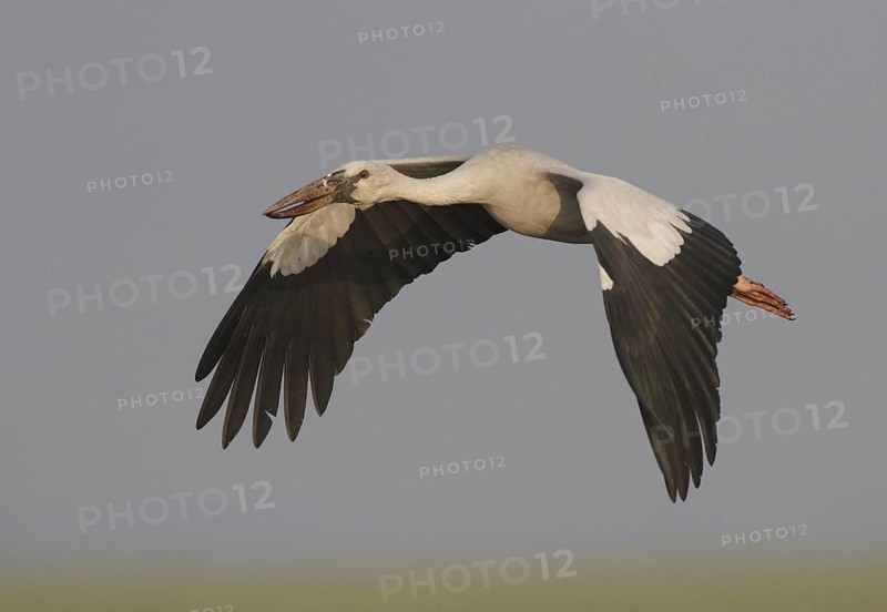 Asian Openbill (Anastomus oscitans) flying, Bueng Boraphet, Thailand