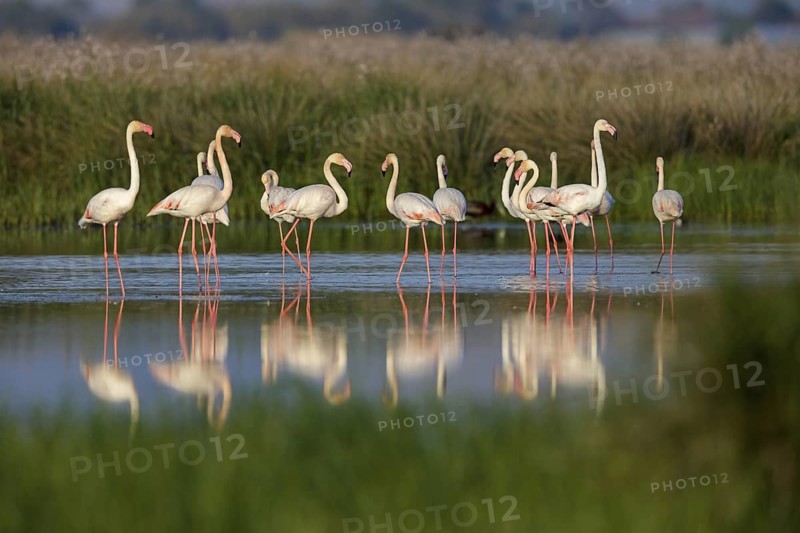 Pink flamingo, (Phoenicopterus ruber), Phoenicopterus roseus, animals, birds, flamingo, biotope, habitat, waters, foraging, group, Lesvos, Greece