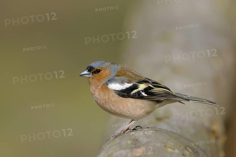 Buchfink (Fringilla coelebs), Chaffinch, Maennchen, Maerz, Bottrop, Nordrhein-Westfalen, Deutschland