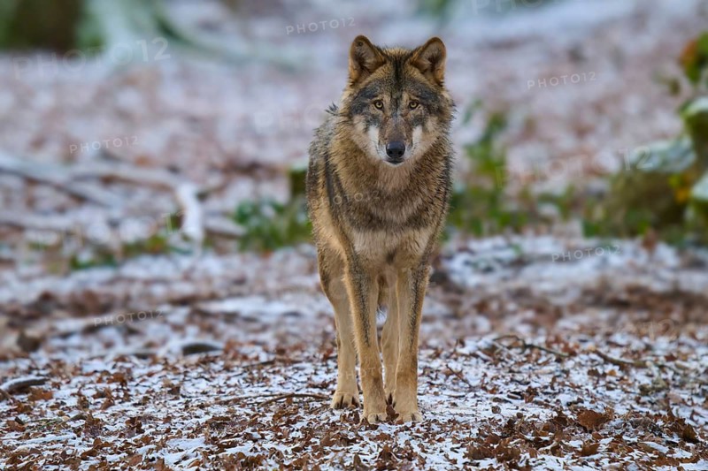 A wolf standing head-on on snow-covered ground in the forest, winter, wolf (Canis lupus), Germany