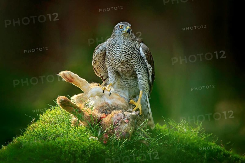 Goshawk, Accipiter gentilis, feeding on killed hare in the forest. Bird of Prey with fur catch in the nabitat. Animal behaviour, wildlife scene from nature. Goshawk in the green vegetation