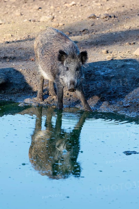 A female wild boar (Sus scrofa) stands in a small pond. Its reflection can be seen in the water. Bavaria, Germany