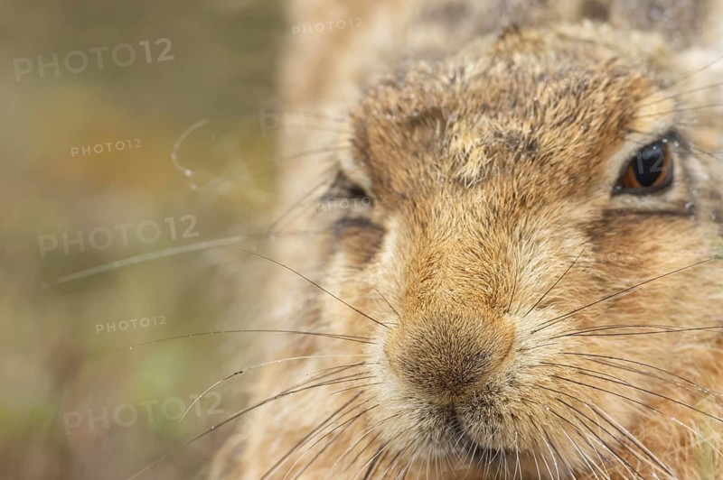 European brown hare (Lepus europaeus) adult animal head portrait, England, United Kingdom