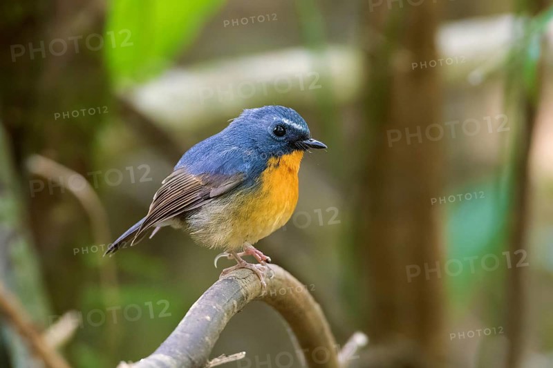 Snowy-browed Flycatcher (Ficedula hyperythra) male, Bidoup National Park, Vietnam