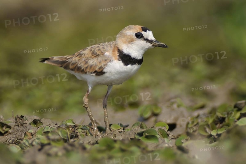 Collared Plover (Charadrius collaris), Pantanal, Brazil