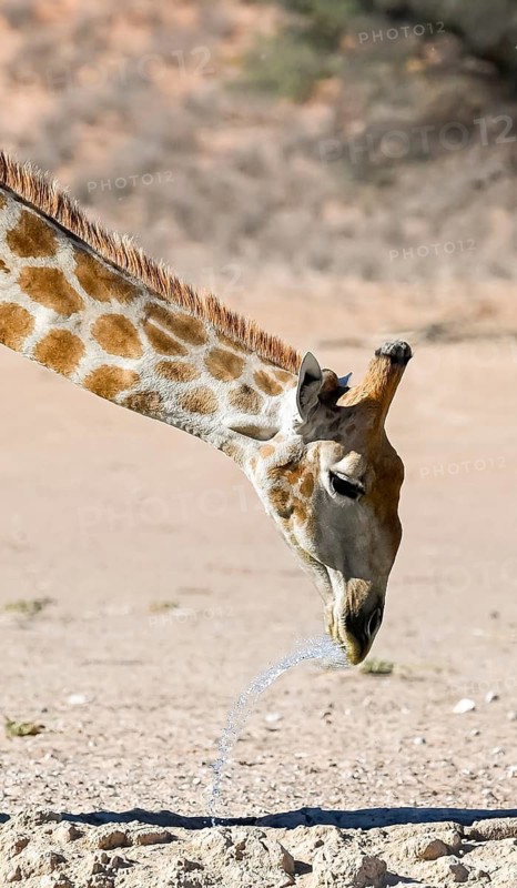 Cape giraffe (Giraffa giraffa giraffa) drinking, funny, Kgalagadi Transfrontier National Park, Northern Cape, South Africa