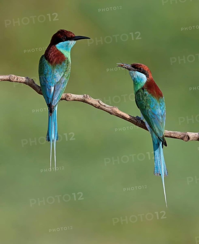 Blue-throated Bee-eater (Merops viridis) pair, Malaysia