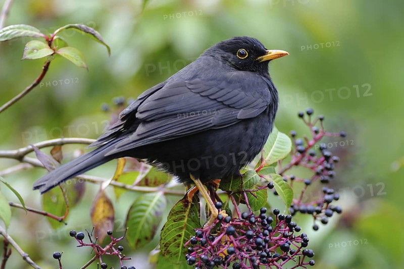 Black Thrush (Turdus infuscatus), Guatemala