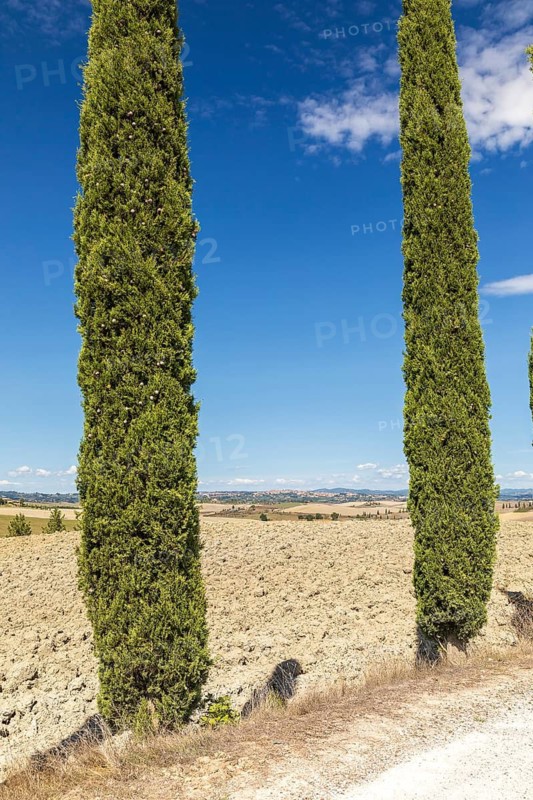 Siena on a hill in the distance, 2 columnar cypresses (Cupressus sempervirens) and typical soil near Siena, Tuscany, Italy