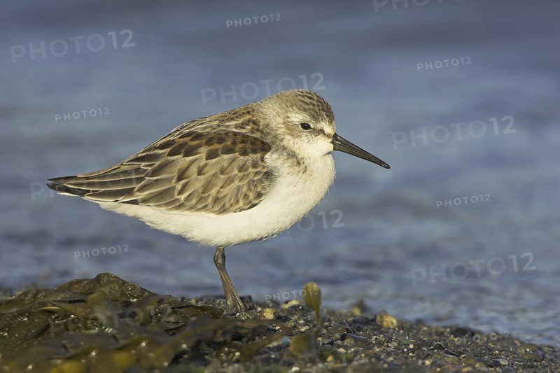 Western Sandpiper (Calidris mauri), British Columbia, Canada