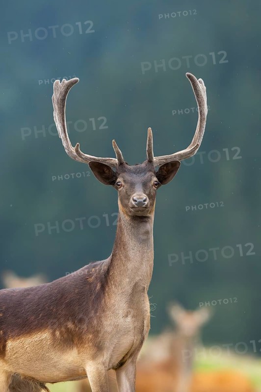 European fallow deer (Dama dama) stag, portrait, tirol, Kitzbühel, Wildpark Aurach, Austria