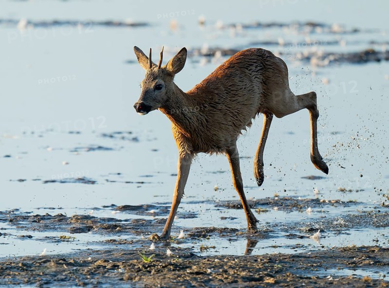 Roe deer (Capreolus capreolus), young roe buck running through the shallow water zone of a lake, warm morning light, wildlife, Lower Saxony, Germany