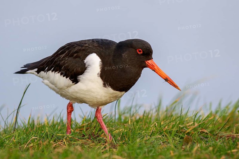 Eurasian Oystercatcher (Haematopus ostralegus), Netherlands