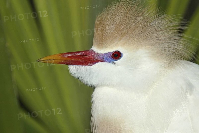 Western Cattle Egret (Bubulcus ibis), Florida, USA