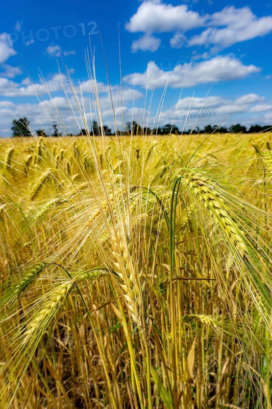 Grain field, in front of harvest, barley, near Bottrop-Kirchhellen, North Rhine-Westphalia, Germany
