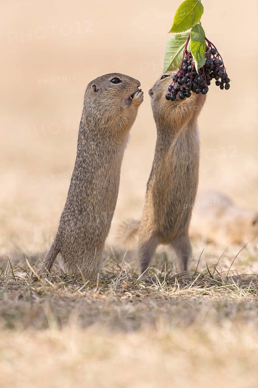Two European ground squirrel (Spermophilus citellus) or European souslik standing erected in dry grass and trying to catch some berries of European dwarf elder (Sambucus ebulus)