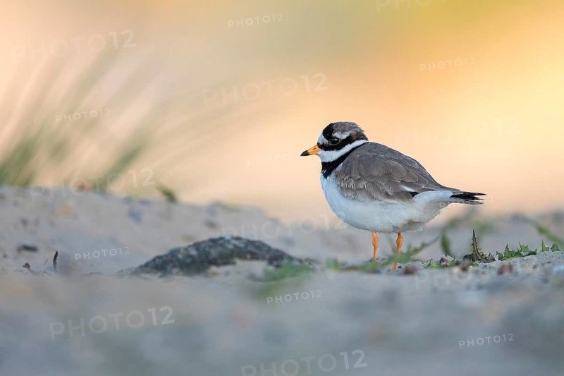 Common Ringed Plover (Charadrius hiaticula), Texel, Netherlands