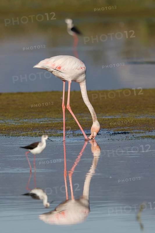 Greater Flamingo (Phoenicopterus roseus) foraging in shallow water, Greece