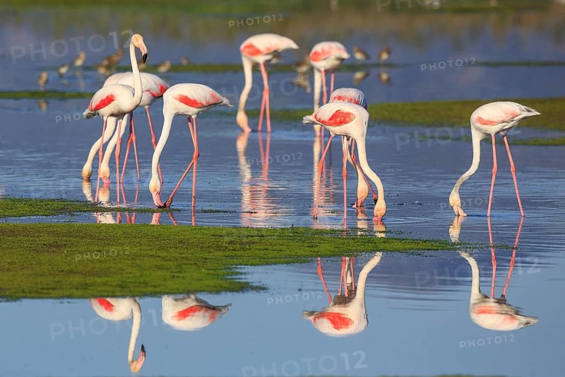 Greater Flamingo (Phoenicopterus roseus) group foraging in shallow water, Greece